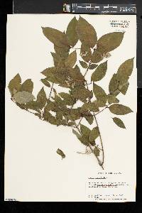 Cornus asperifolia image