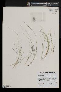 Carex disperma image