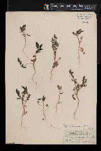 Torilis arvensis subsp. neglecta image