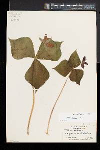 Trillium erectum image