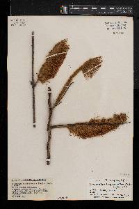 Combretum longispicatum image