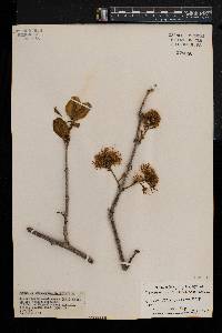 Combretum mossambicense image