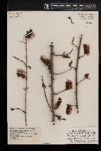 Combretum purpureiflorum image