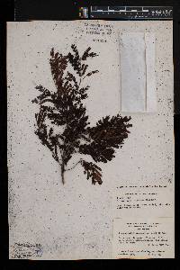 Dichrostachys cinerea image