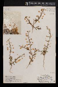 Hermannia modesta image