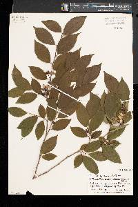 Stewartia monadelpha image