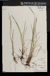 Sisyrinchium atlanticum image