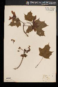 Acer platanoides image