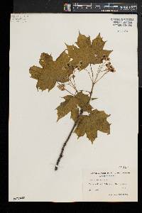 Acer platanoides image