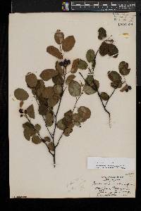 Amelanchier laevis image