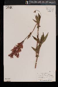 Filipendula rubra image