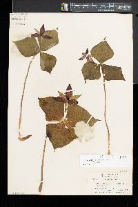 Trillium erectum image