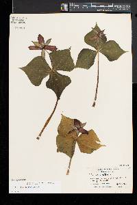 Trillium erectum image