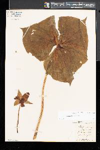 Trillium erectum image