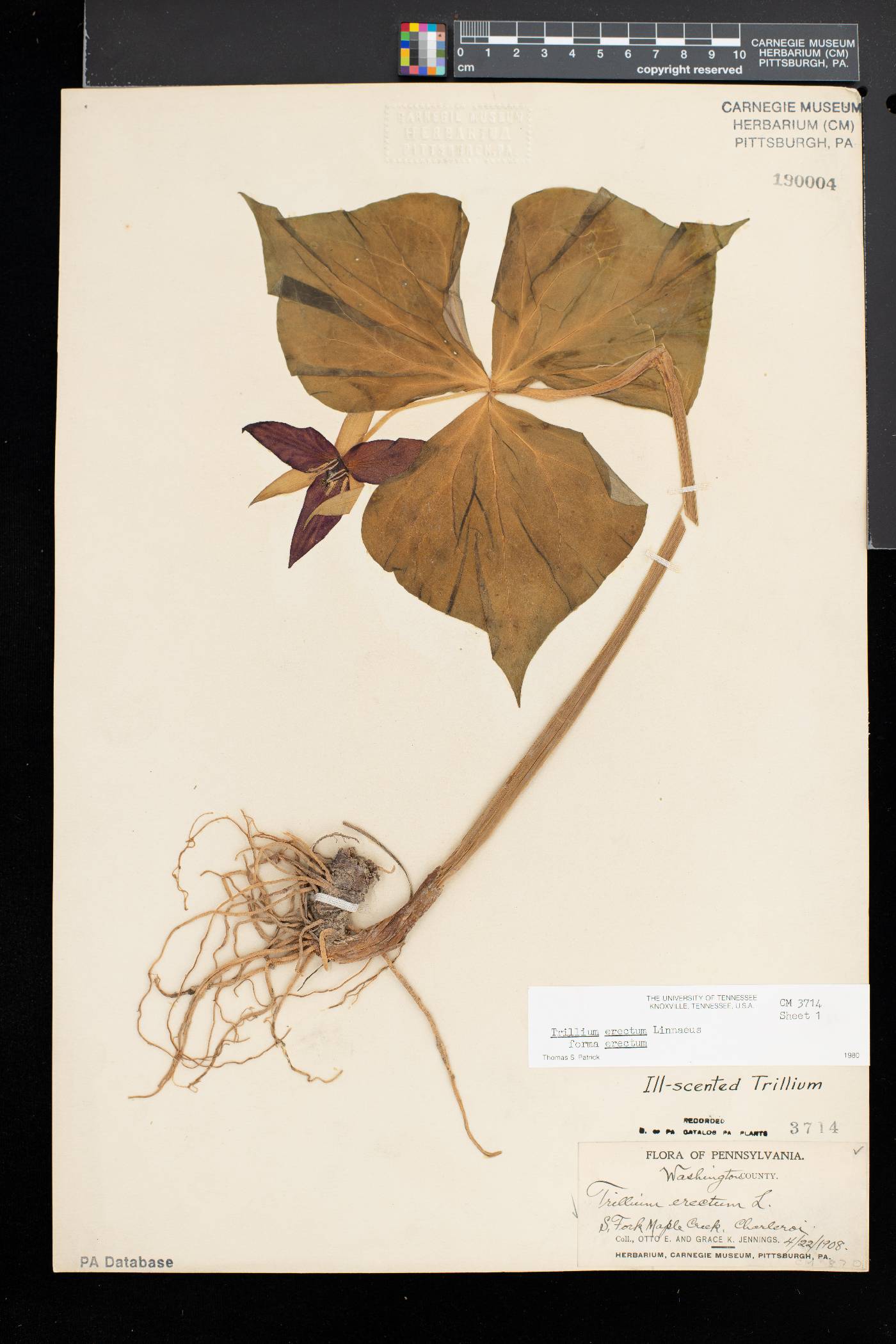 Trillium erectum f. erectum image