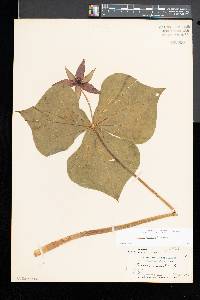 Trillium erectum image