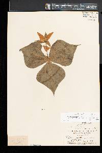 Trillium erectum image