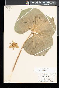 Trillium flexipes image