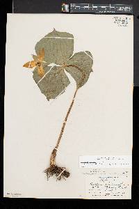 Trillium erectum image