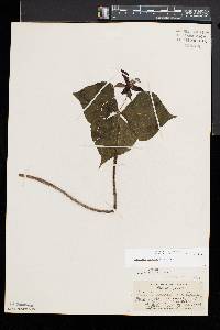 Trillium erectum image