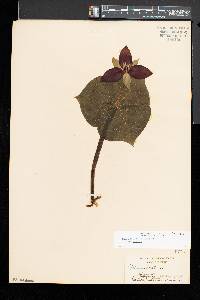 Trillium erectum f. erectum image