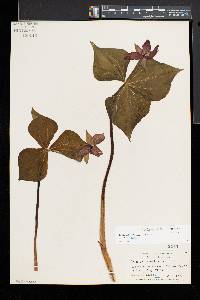 Trillium erectum image