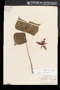 Trillium erectum image