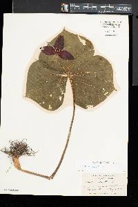 Trillium erectum image