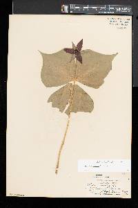 Trillium erectum image