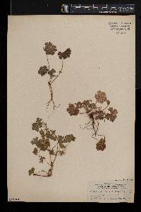 Geranium rotundifolium image