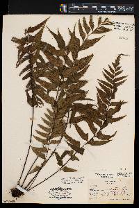 Asplenium adiantoides image