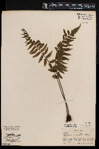 Asplenium adiantoides image