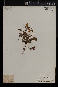 Oxalis sericea image