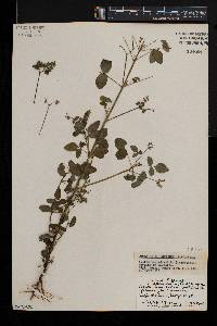 Oxalis barrelieri image