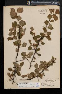 Crataegus compacta image