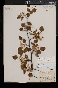 Crataegus pruinosa image