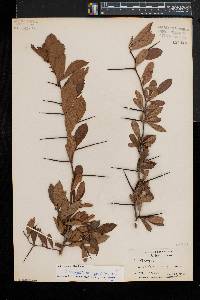 Crataegus crus-galli var. pyracanthifolia image