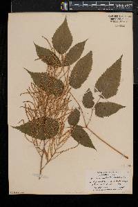 Aruncus dioicus image