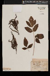 Aruncus dioicus image