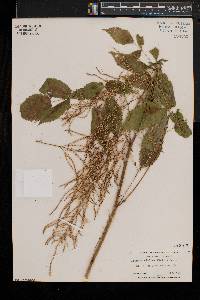 Aruncus dioicus image