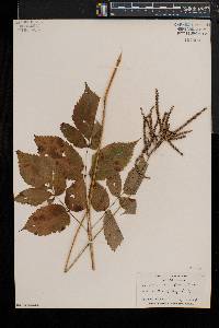 Aruncus dioicus image