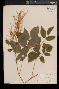 Aruncus dioicus image