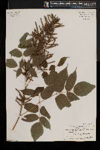 Aruncus dioicus image