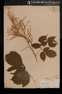 Aruncus dioicus image