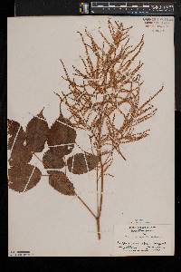 Aruncus dioicus image