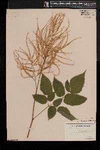 Aruncus dioicus image