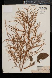 Aruncus dioicus image