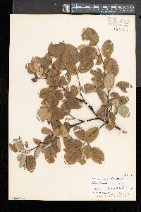 Amelanchier laevis image