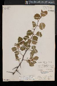 Crataegus dodgei image