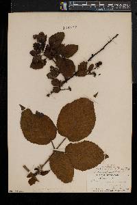 Rubus bellobatus image